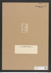Diatomeae indet. Zeichnungen Sammlung Grunow Nr. 3779 (NHMW-BOT-W0371446)